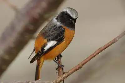 BORG89EDで撮影した野鳥・ジョウビタキの写真画像