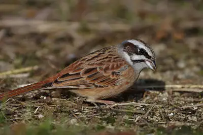 BORG90FLで撮影した野鳥・ホオジロの写真画像