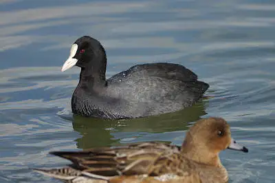 AFボーグ BORG71FLで撮影した野鳥・オオバンの写真画像