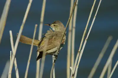 BORG89EDで撮影した野鳥・オオヨシキリの写真画像