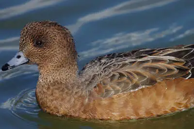 BORG89EDで撮影した野鳥・カモの写真画像