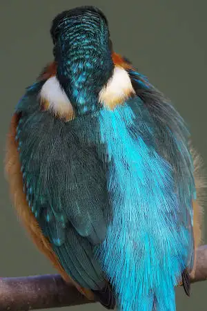 AFボーグ BORG90FLで撮影した野鳥・カワセミの写真画像