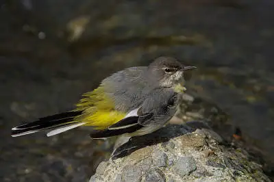 AFボーグ BORG90FLで撮影した野鳥・キセキレイの写真画像