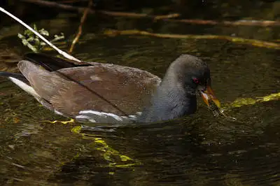 AFボーグ BORG90FLで撮影した野鳥・バンの写真画像