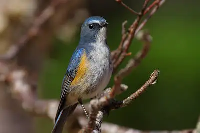 AFボーグ BORG90FLで撮影した野鳥・ルリビタキの写真画像
