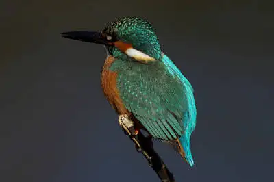 AFボーグ BORG90FLで撮影した野鳥・カワセミの写真画像