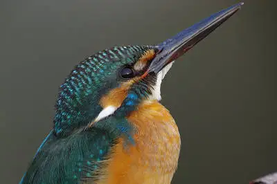 BORG125SDで撮影した野鳥・カワセミPENTAX K-5の写真画像