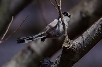 AFボーグ BORG71FLで撮影した野鳥・エナガPENTAX K-5の写真画像