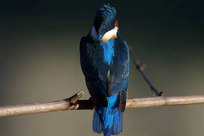 BORG71FLで撮影した野鳥・カワセミの写真画像