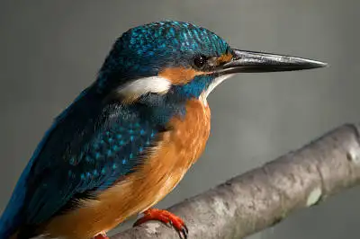 BORG89EDで撮影した野鳥・カワセミの写真画像