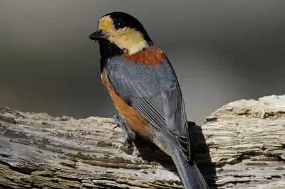 AFボーグ BORG71FLで撮影した野鳥・ヤマガラの写真画像