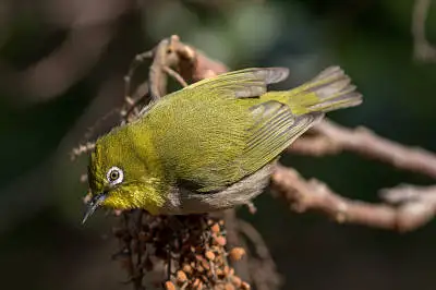 BORG89EDで撮影した野鳥・メジロの写真画像