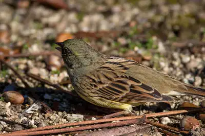AFボーグ BORG71FLで撮影した野鳥・アオジの写真画像