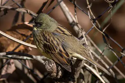AFボーグ BORG71FLで撮影した野鳥・アオジの写真画像