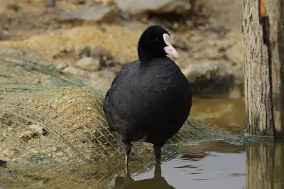 AFBORG89EDで撮影した野鳥・オオバンの写真画像