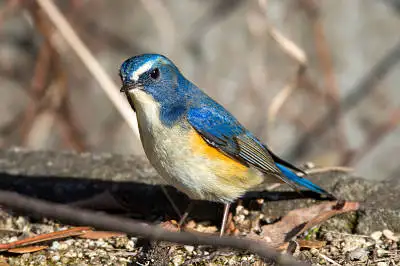 AFボーグ BORG71FLで撮影した野鳥・ルリビタキの写真画像