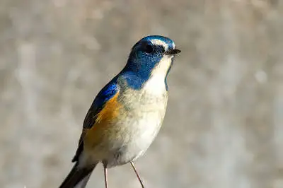 AFボーグ BORG71FLで撮影した野鳥・ルリビタキの写真画像