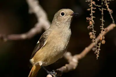 AFボーグ BORG71FLで撮影した野鳥・ジョウビタキの写真画像