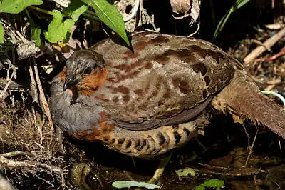 BORG89EDで撮影した野鳥・ゴジュケイの写真画像