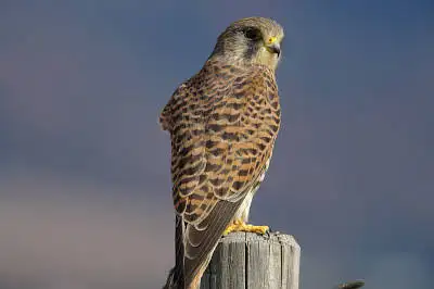 AFボーグ BORG71FLで撮影した野鳥・チョウゲンボウの写真画像