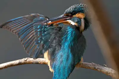 BORG71FLで撮影した野鳥・カワセミの写真画像