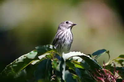 BORG125SDで撮影した野鳥・エゾビタキの写真画像