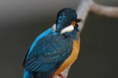 野鳥・カワセミ PENTAX K-rの写真画像