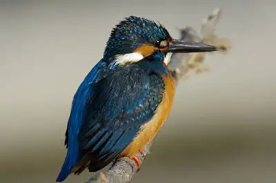 野鳥・カワセミ PENTAX K-rの写真画像