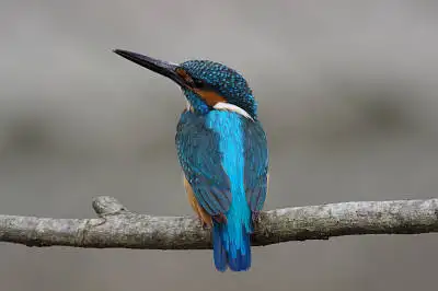 野鳥・カワセミ PENTAX K-rの写真画像