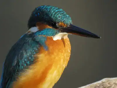 野鳥・カワセミ PENTAX Q10の写真画像