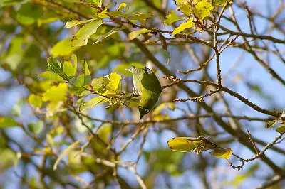 BORG101EDで撮影した野鳥・メジロの写真画像