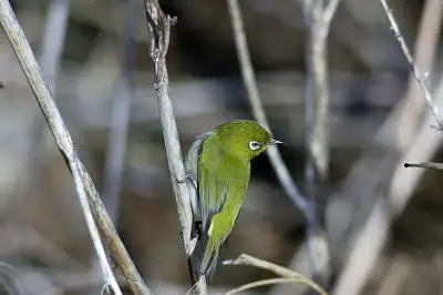 BORG101EDで撮影した野鳥・メジロの写真画像
