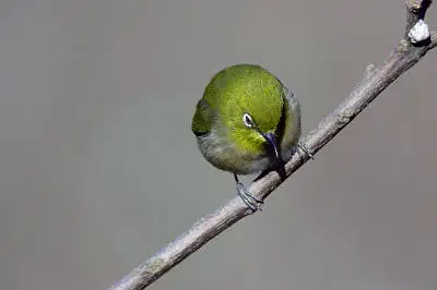 BORG101EDで撮影した野鳥・メジロの写真画像