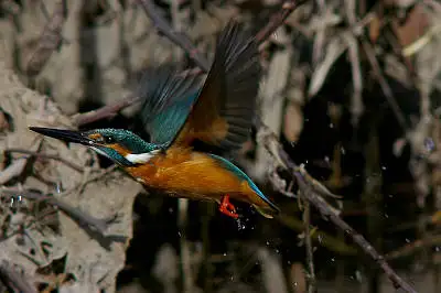 smc PENTAX 500mm F4.5で撮影した野鳥・カワセミの写真画像
