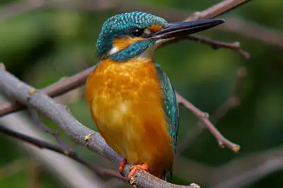 smc PENTAX 500mm F4.5で撮影した野鳥・カワセミの写真画像