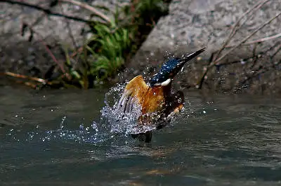 smc PENTAX 500mm F4.5で撮影した野鳥・カワセミの写真画像