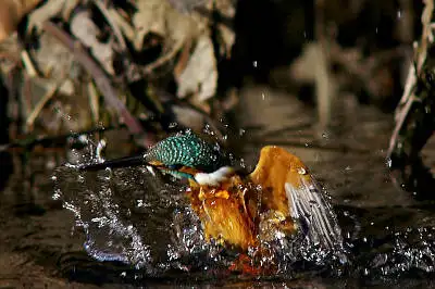 smc PENTAX 500mm F4.5で撮影した野鳥・カワセミの写真画像