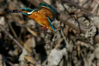 で撮影した野鳥・カワセミの写真画像