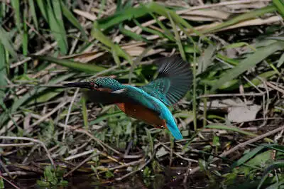 smc PENTAX 500mm F4.5で撮影した野鳥・カワセミの写真画像