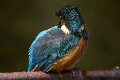 ビクセン　スコープで撮影した野鳥・カワセミの写真画像