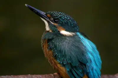 ビクセン　スコープで撮影した野鳥・カワセミの写真画像