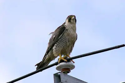 ビクセン　スコープで撮影した野鳥・ハヤブサの写真画像