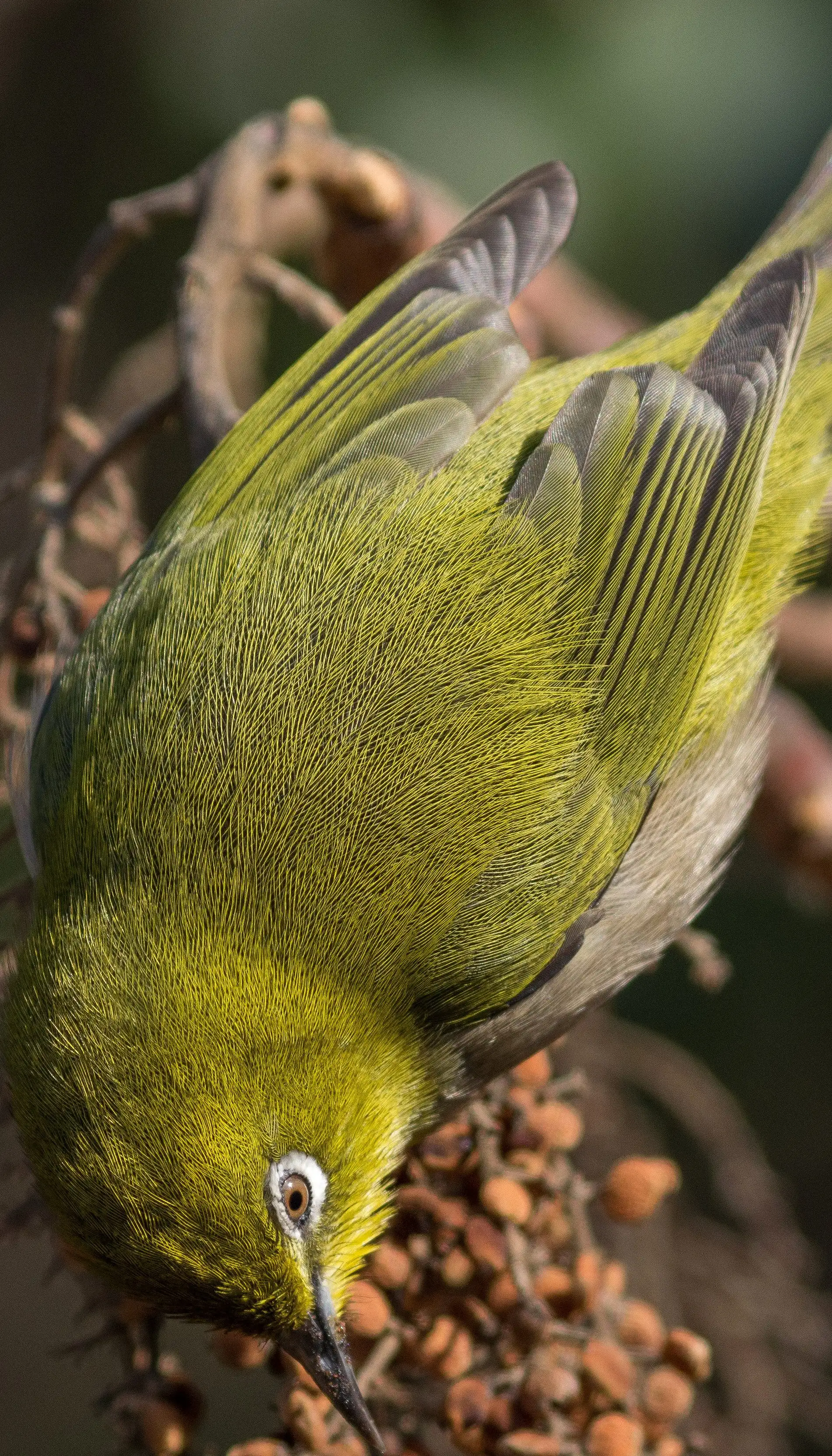 野鳥画像