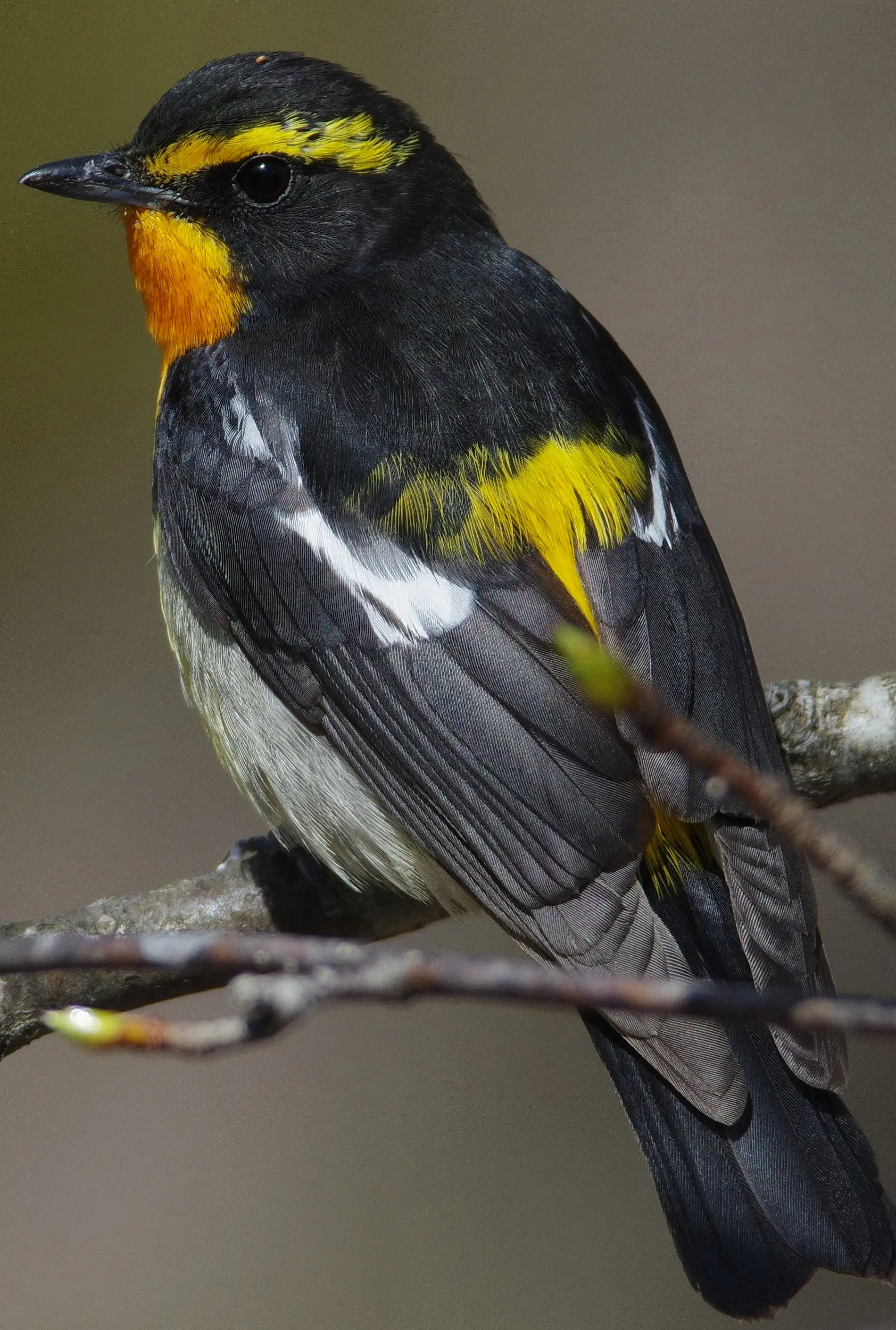 野鳥画像