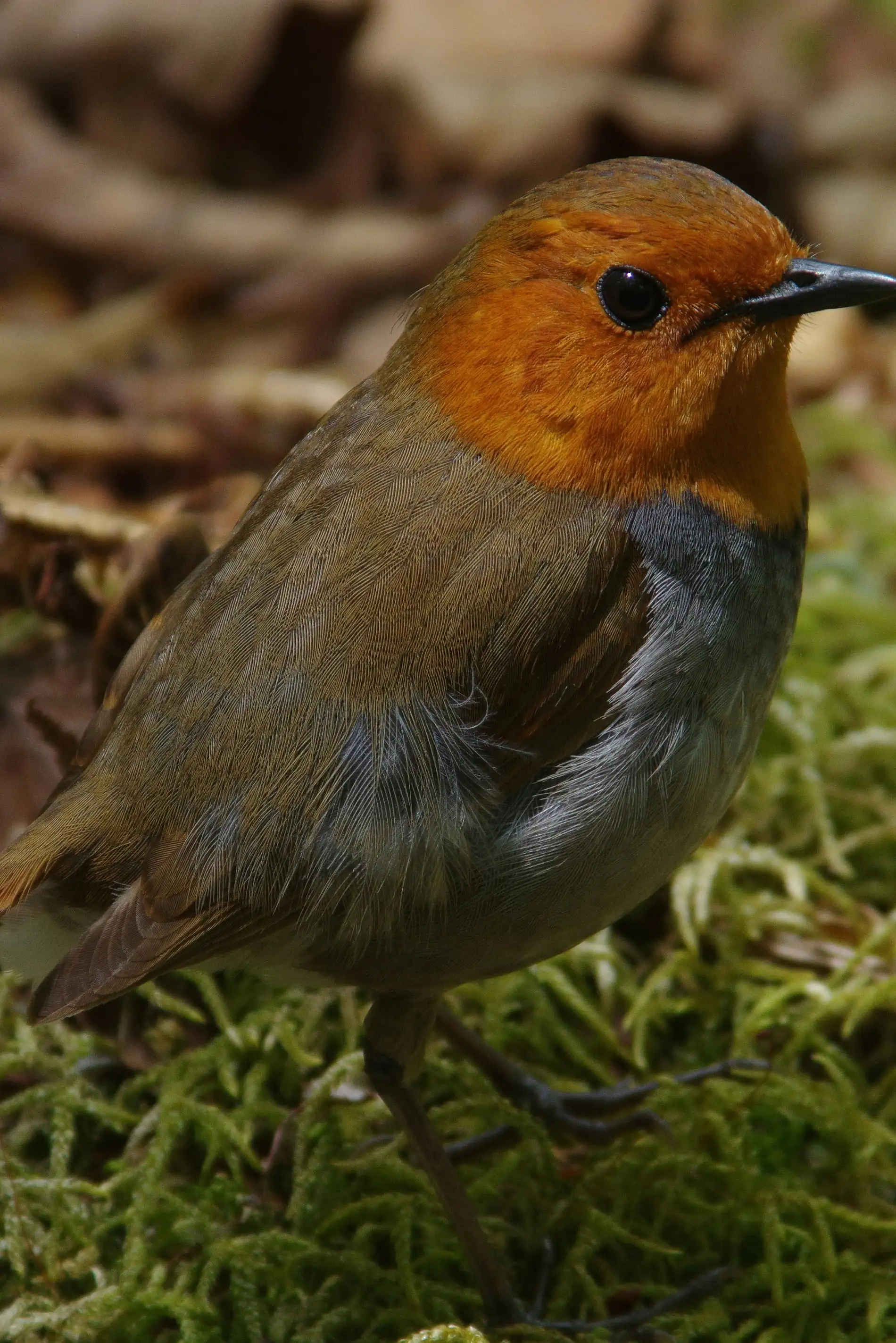 野鳥画像