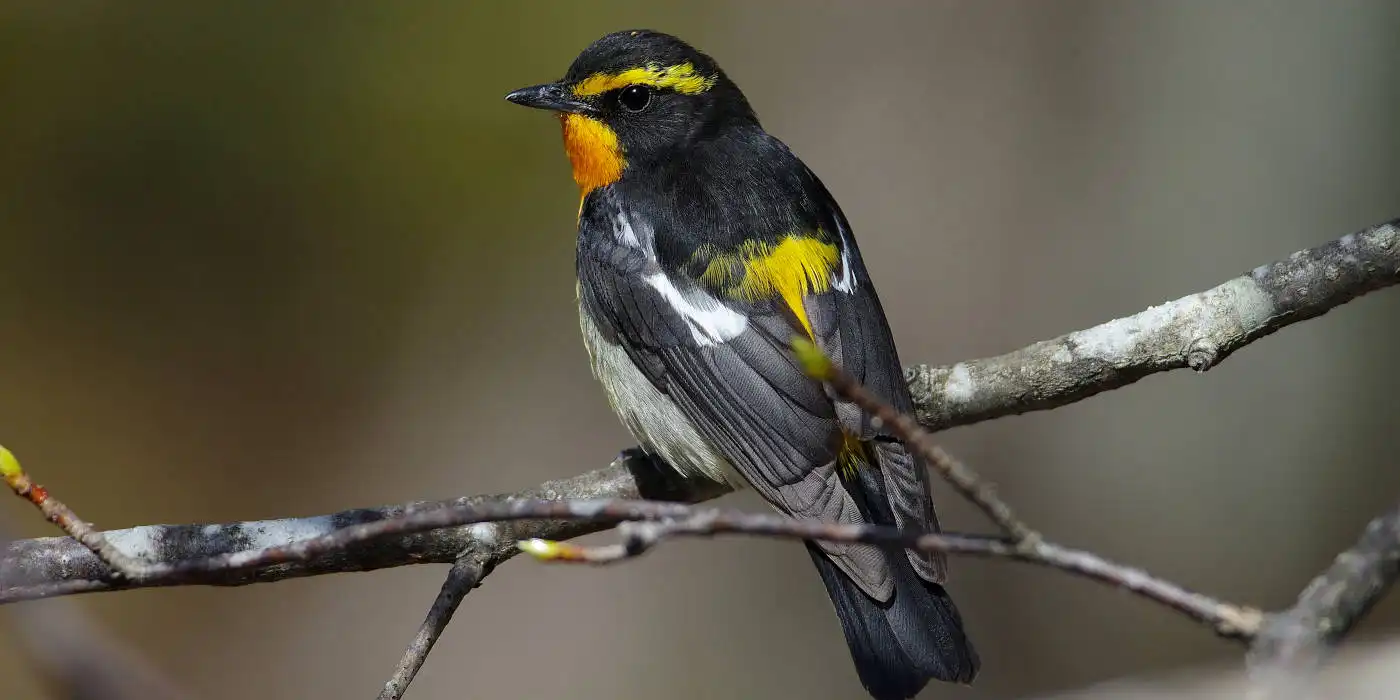 borg撮影野鳥画像