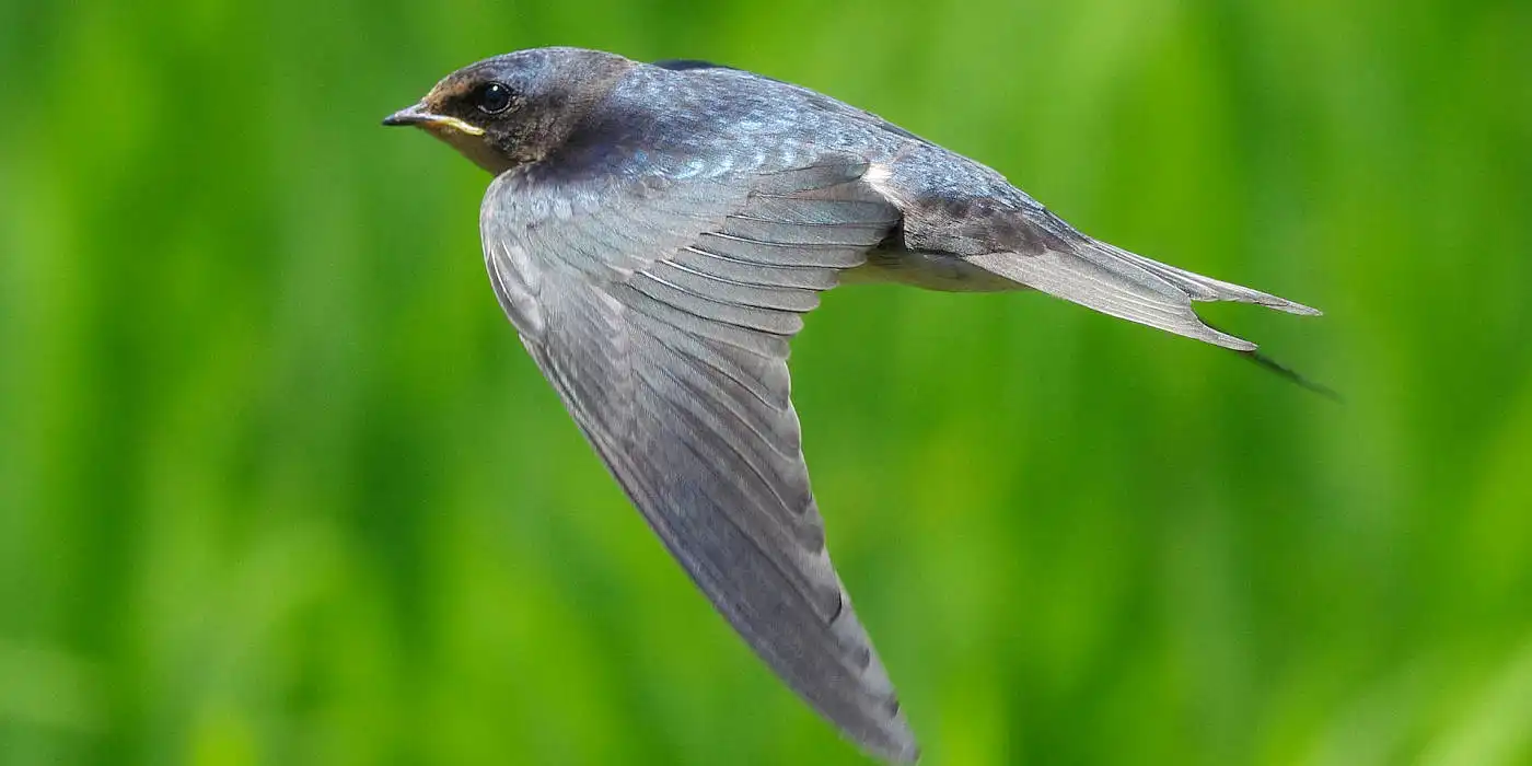 borg撮影野鳥画像