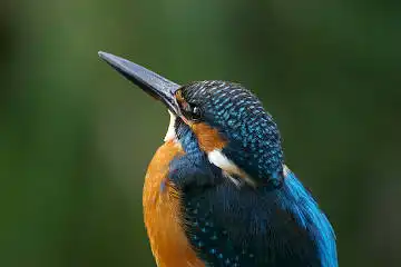 BORG101EDで撮影した写したカワセミの野鳥写真画像