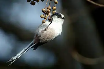 BORG101EDで撮影した写したエナガの野鳥写真画像