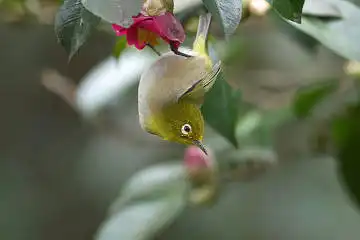 BORG101EDで撮影した写したメジロの野鳥写真画像